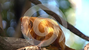 Cute red hair monkey at zoo