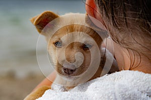 Cute Red Hair Puppy on Girls Hands Looking to Camera