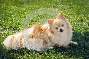 Cute red haired Chihuahua puppy dog lies on the green grass in the sun