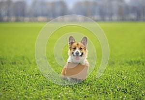 Cute a red haired Corgi dog puppy sits outside on the green grass with a blank sign for the inscription on his neck and smiles