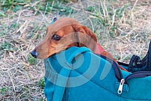 Cute red-haired dog peeks out of an opened blue bag that is standing on the grass.