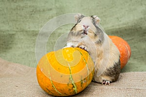 Guinea pig closeup