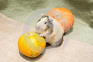 Guinea pig closeup