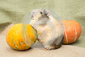 Guinea pig closeup