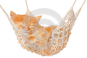 Cute red haired kitten sleeping in hammock