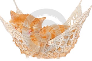 Cute red haired kitten sleeping in hammock