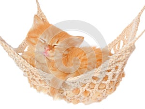 Cute red haired kitten sleeping in hammock