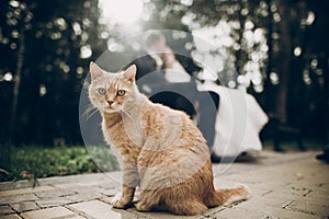 cute red homeless cat looking forward and bride and groom kissing on background in park. kitten in sunlight posing. funny moment