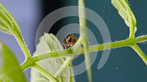 Cute Red Jumping Spider Staying And Looking Curious on Green Plant with Leafs