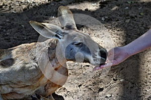 Cute red kangaroo while food feeding