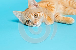 Cute red kitten on a blue background. Playful and funny pet. Copy space