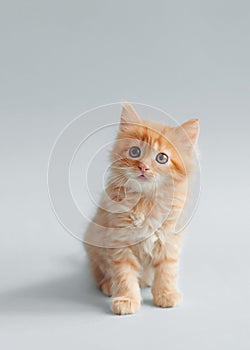 cute red kitten on a grey background. funny photo of kittens