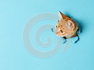 A cute red kitten peeks out through a hole in the paper. Playful and funny pet, blank for advertising, poster, sale, veterinary