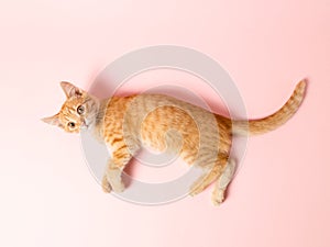 A cute red kitten on a pink background. Playful and funny pet, blank for advertising, poster, sale, veterinary clinic. Copy space