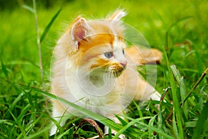 Cute red kitten played on green tall grass