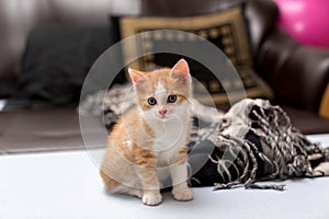 Cute red kitten sitting on the bed