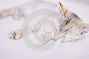 Cute red kitten sleeping on sofa.