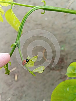 Cute Red Ladybird on Leaf