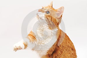 Cute red litten on a white background