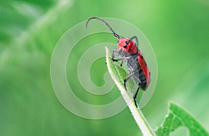 Cute Red Milkweed Beetle at Thicksons Point, Whitby, Ontario