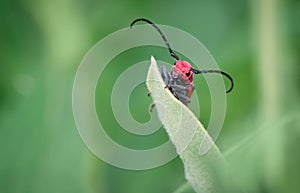 Cute Red Milkweed Beetle at Thicksons Point, Whitby, Ontario