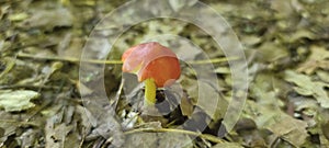 Cute Red Mushroom Poking Through Leaves