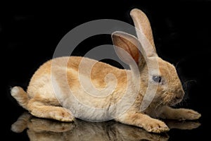 Cute red orange brown rex rabbit isolated on black