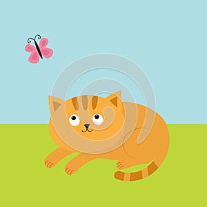 Cute red orange cat lying on grass and looking at flying pink butterfly. Mustache whisker. Funny cartoon character. Flat