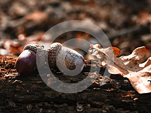 cute red orange maple leaves and two acorns lying on old wooden planks background. Autumn fall composition for card wallpaper with