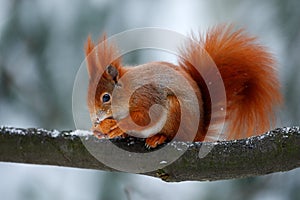 Cute red orange squirrel eats a nut in winter scene with snow