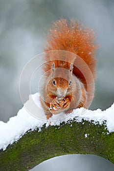 Cute red orange squirrel eats a nut in winter scene with snow