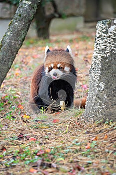 Cute red panda living in a zoo in Japan with tree branch and ground