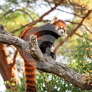 Cute red panda living in a zoo in Japan with tree branch and ground