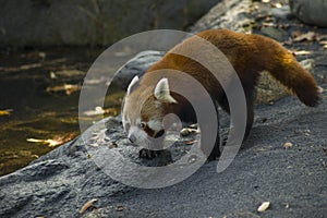 Red panda