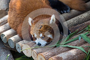 Cute red panda in zoo park