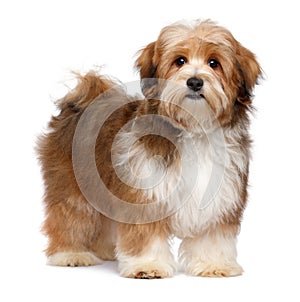 Cute red parti colored havanese puppy