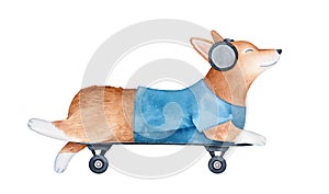 Cute red pembroke welsh corgi puppy riding on skateboard and listening to music with big black headphones.