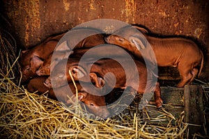 Cute red pigs of Duroc breed. He was recently born. Piglets are pressed against each other lying on straw. Concept small swine