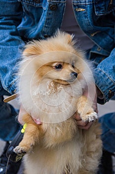 Cute red Pomeranian Spitz looking at the camera on a grey background. A red haired pet with black beady eyes and erect