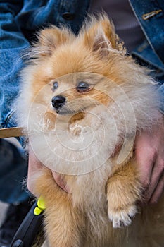 Cute red Pomeranian Spitz looking at the camera on a grey background. A red haired pet with black beady eyes and erect