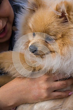 Cute red Pomeranian Spitz looking at the camera on a grey background. A red haired pet with black beady eyes and erect