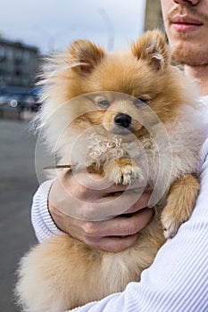 Cute red Pomeranian Spitz looking at the camera on a grey background. A red haired pet with black beady eyes and erect