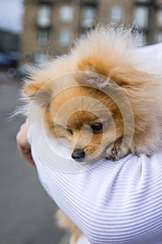 Cute red Pomeranian Spitz looking at the camera on a grey background. A red haired pet with black beady eyes and erect