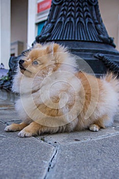 Cute red Pomeranian Spitz looking at the camera on a grey background. A red haired pet with black beady eyes and erect