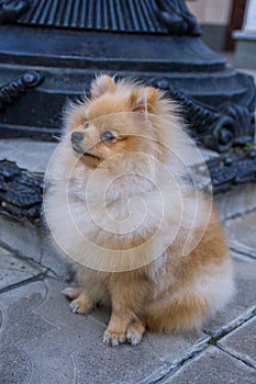 Cute red Pomeranian Spitz looking at the camera on a grey background. A red haired pet with black beady eyes and erect