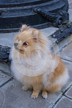 Cute red Pomeranian Spitz looking at the camera on a grey background. A red haired pet with black beady eyes and erect