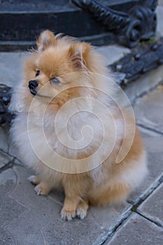 Cute red Pomeranian Spitz looking at the camera on a grey background. A red haired pet with black beady eyes and erect