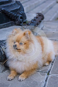Cute red Pomeranian Spitz looking at the camera on a grey background. A red haired pet with black beady eyes and erect