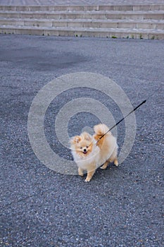 Cute red Pomeranian Spitz looking at the camera on a grey background. A red haired pet with black beady eyes and erect