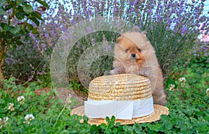 Cute Red Pomeranian spitz puppy stay on weal heat on background lavender photo